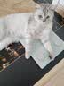 麦富迪猫粮 冻干鲜粮高蛋白成幼猫粮美毛亮毛 三文鱼鸡肉5.4kg 实拍图