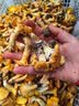 星云湖【顺丰航空】云南野生菌见手青牛肝菌干巴菌鸡枞菌火锅煲汤食材 野生鸡油菌 1斤 实拍图