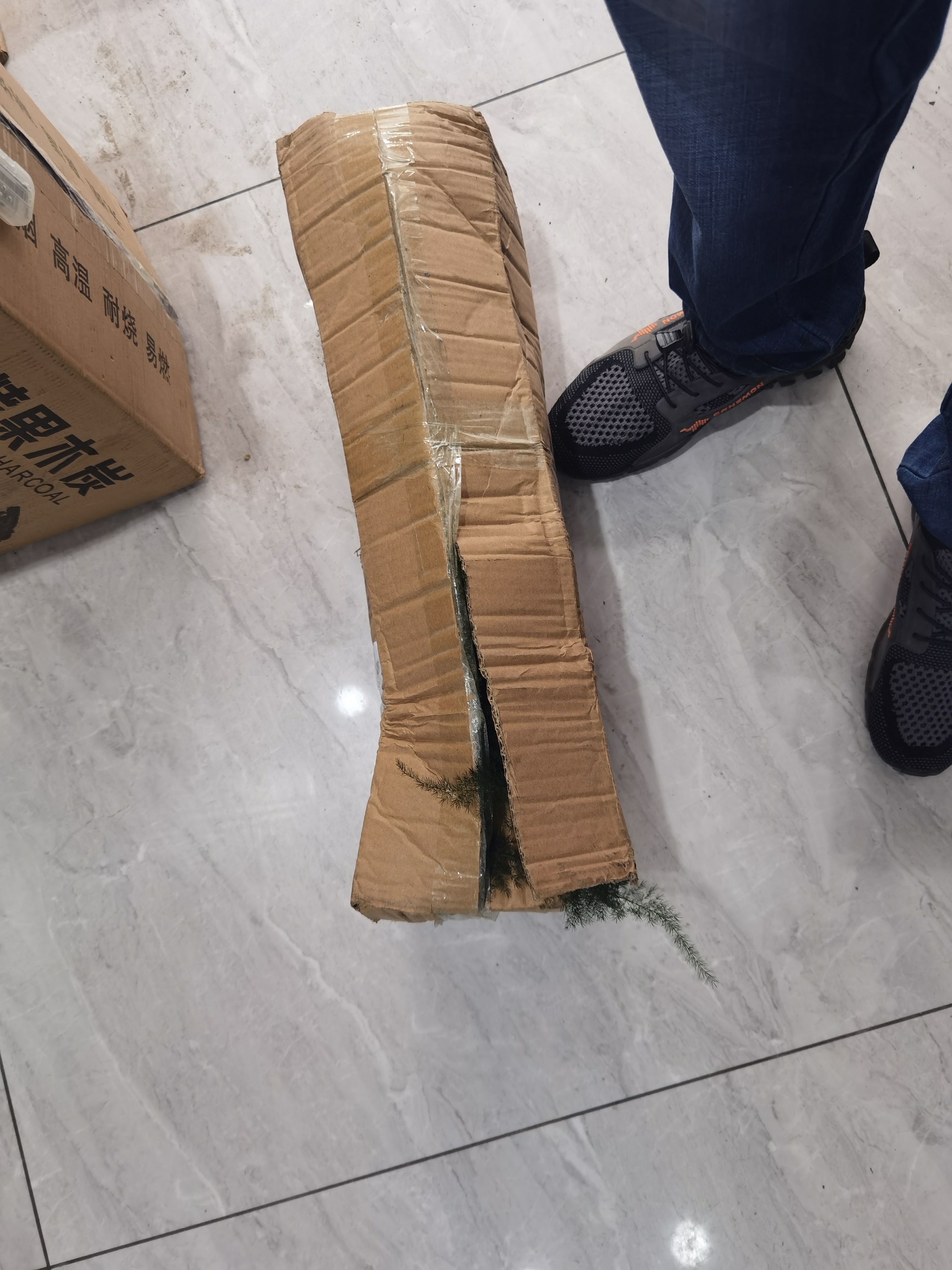 开时果 大文竹盆栽老桩精品植物 四季好养大棵文竹室内阳台大型绿植盆景 5年大文竹+原土球发货/约40-50cm 实拍图