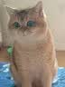 卫仕（NOURSE）猫多维魔方富含猫咪日常所需复合维生素皮肤毛发科学营养补充剂 【先试后买】猫多维70片 实拍图