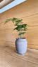文竹盆栽绿植花卉盆景植物室内客厅水培文松云竹文竹大苗四季常青 小文竹【3棵性价比高】原土球发货 高度15-25cm 实拍图