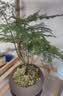京东绿植文竹盆栽桌面摆件懒人好养绿植办公室舍得紫砂盆源头直发 实拍图