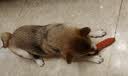 HOUYA狗狗玩具绳结小狗幼犬磨牙柯基洁牙解压自嗨毛绒发声拖鞋 实拍图