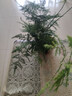 文竹盆栽绿植花卉盆景植物室内客厅水培文松云竹文竹大苗四季常青 小文竹【2棵更实惠】原土球发货 高度15-25cm 实拍图
