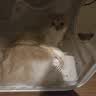 霍曼宠物烘干箱Pro 猫咪吹风机狗狗自动吹干箱底部出风快速烘干更安静 实拍图
