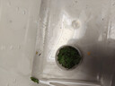 沃绣 蚕宝宝当天发货 活蚕宝宝蚕卵小蚕彩色蚕新鲜桑叶学生养蚕套装 学生标准养蚕套装 实拍图