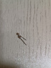 Warme Farben日常百搭足银耳钉女耳棒养耳洞耳棍耳针耳骨耳饰女生日礼物送女友 养耳三件套 实拍图