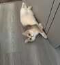 AMO PETRIC阿默宠物护爪膏猫咪狗狗润脚膏肉垫护理霜防脚掌干裂趾间炎10ml 实拍图