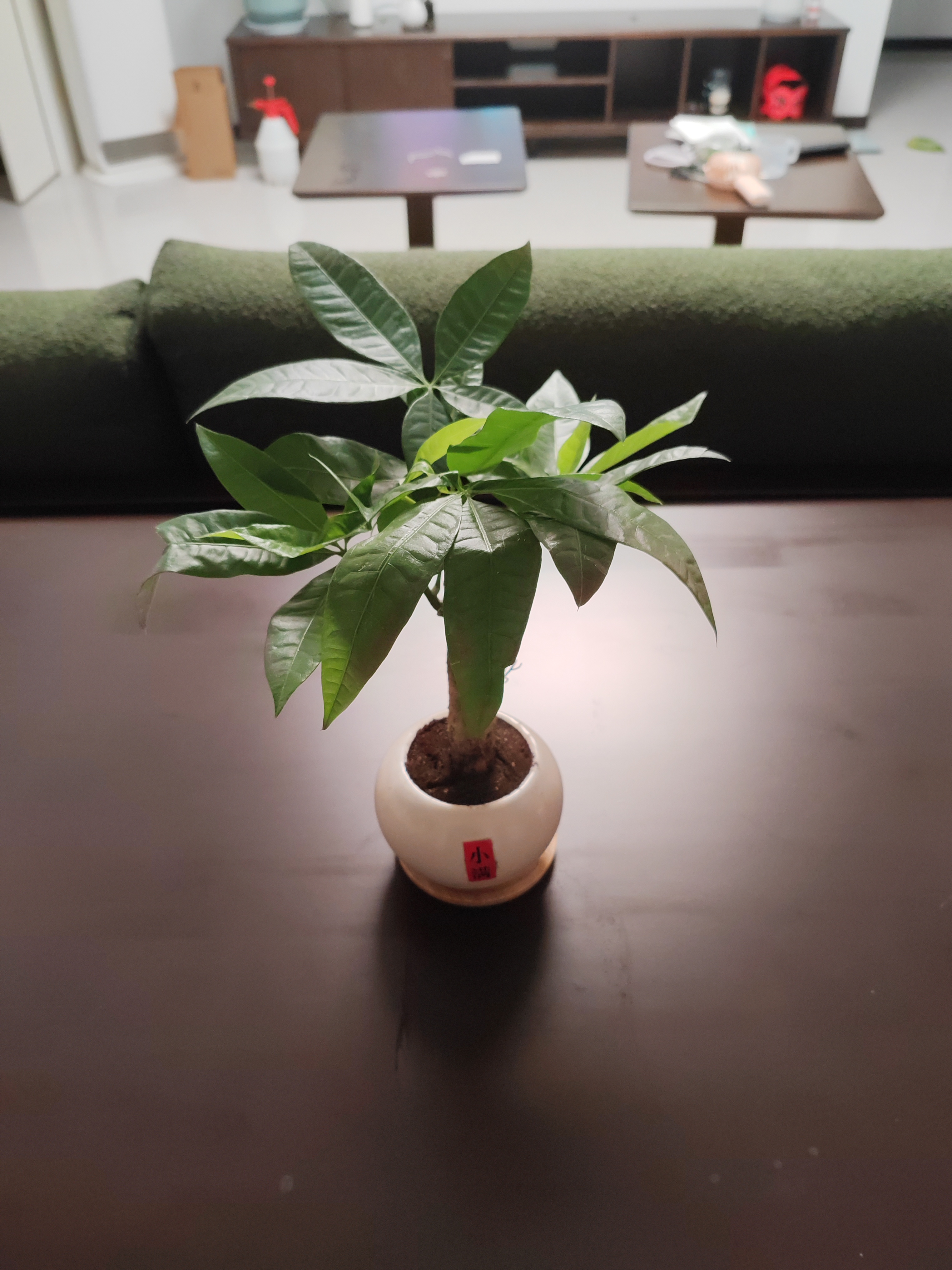 花翁发财树小盆栽绿植物室内客厅装饰中式盆景办公室桌面摆件源头直发 实拍图