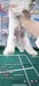 酷奇宠狗笼方管狗笼子大中小型犬金毛加粗宠物狗狗笼子狗屋用品 白色带天窗78*54*73cm 建议30内中小型犬 实拍图