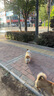 耐吉斯冻干生骨肉狗粮12kg酶解鲜肉成犬幼犬全阶段犬粮鸭肉梨狗粮 实拍图