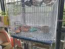 安达通 阳台防护网 防坠窗户防护网塑料网格围栏网加厚耐用 0.5*3米 实拍图