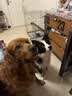 皇家狗粮老年成犬狗粮犬粮宠物大型犬SGR26全价犬粮≥5岁15KG 实拍图