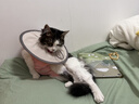 猫八万伊丽莎白圈绝育护理项圈猫咪狗狗美容脖圈防舔咬头套脖圈 灰S 实拍图