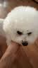 雪貂留香宠物沐浴露 泰迪比熊柴犬萨摩耶专用蓬松柔顺狗狗浴液 蓬松护毛素 实拍图