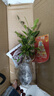 九里香盆栽浓香水培植物四季好养树苗室内好养花卉驱蚊竹柏绿植 【实惠】九里香5-8颗 送肥料 实拍图