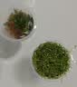 疯狂水草（FKSC）无菌杯鱼缸水草高珍珠草日本珍珠草莫斯阴性草缸造景真水草植物 【前景草坪】无菌杯-迷你牛毛 实拍图