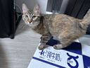 HELLOJOY猫零食薄荷猫草饼干1000g猫咪磨牙棒增肥洁齿小猫营养化毛 实拍图