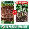 京东绿植绿萝盆栽除甲醛花卉绿植办公室180款加仑自吸水盆8盆装源头直发 实拍图