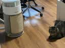 霍尼韦尔（Honeywell）宠物空气净化器吸猫毛除过敏源猫猫搭子 猫毛净化器杀菌消毒除异味KJ360F-C22W 实拍图