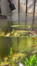 boxtech变焦水族射灯原生南美鱼缸灯水草照明灯龟缸LED灯夹灯夜灯三色灯 3W旋钮款黄白三色-可夹1.9cm内玻璃变焦（usb接口） 实拍图