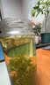 玉滋堂特级茉莉花茶花苞茶叶新花干花蕾花草茶养生茶3罐装 实拍图