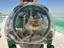 伯纳天纯冻干双拼猫粮生鲜三种鱼深海御鲜三文鱼美毛猫粮11kg囤货装 实拍图