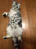 皇家猫粮 幼猫猫粮 幼猫奶糕 K36 通用粮 4-12月 4.5KG 实拍图