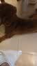 凯锐思中小型犬狗粮 成犬鲜肉肠胃宠物通用泰迪比熊小狗粮 【养护肠胃】鲜肉鸭肉梨20斤 实拍图