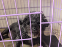 好主人狗粮 全犬种通用成犬粮2.5kg泰迪金毛拉布拉多比熊天然粮5斤/20斤 全犬种成犬粮5斤 实拍图