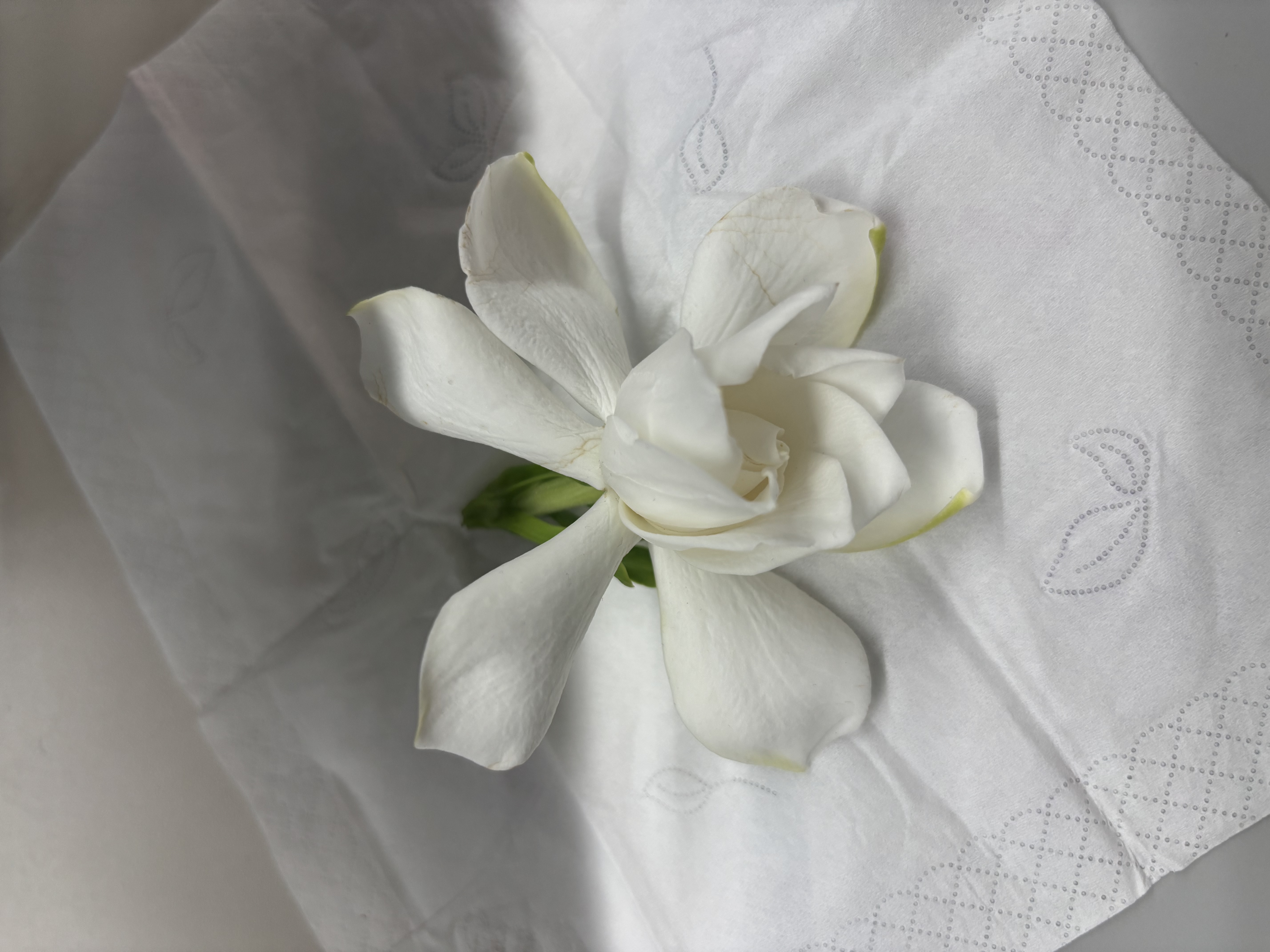 ubras虞书欣同款小花瓣杯软支撑性感内衣女聚拢文胸无钢圈胸罩 【经典款】黑色-背勾 XL 85A/85B/85C 实拍图