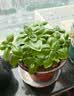 IAM City Farmer罗勒DIY桌面植物种植趣味盆栽厨房香料种子开学季教师节礼物10078 实拍图
