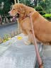 心粮鲜肉羊乳冻干狗粮大中型成犬全价金毛边牧通用犬粮 【鲜肉羊乳】基础款袋装10kg 实拍图