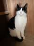 亿迪猫粮冻干幼猫成猫10斤全价英短蓝猫布偶老年猫国产通用全阶段5kg 实拍图