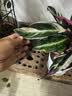 七彩竹芋观叶花卉植物室内花盆栽北欧风网红好养水培植物油画竹芋 七彩竹芋【20-30cm】1盆+螺纹盆+肥料 实拍图