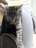 宠德多猫包外出便携包猫太空舱宠物猫咪狗狗外出双肩包猫书包12孔 侧开款黑底白壳（18斤内猫） 实拍图
