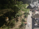 卫仕 五拼冻干全价全阶段猫粮 成猫幼猫冻干试吃 海陆盛宴200g 实拍图
