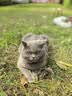 亿迪猫粮全价成猫幼猫冻干全阶段5斤布偶蓝猫英短橘猫通用小包装2.5kg 实拍图
