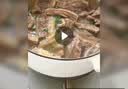 往来白丁 内蒙古原切牛腱子2斤净重 黄牛肉生鲜健身酱卤清炖烧烤火锅食材 实拍图