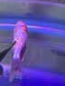 锦鲤鱼活体观赏鱼活鱼小型易养冷水淡水鱼小鱼苗锦鲤金鱼好看锦鲤 红白6-8cm 3条 实拍图