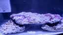 博宇开缸造景活石 海水鱼深海枝状鹿角 石头 高钙顺丰快递发货 养定超过60天活石有钙藻 晒单实拍图