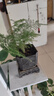 文竹盆栽绿植花卉盆景植物室内客厅水培文松云竹文竹大苗四季常青 小文竹【3棵性价比高】原土球发货 高度15-25cm 实拍图