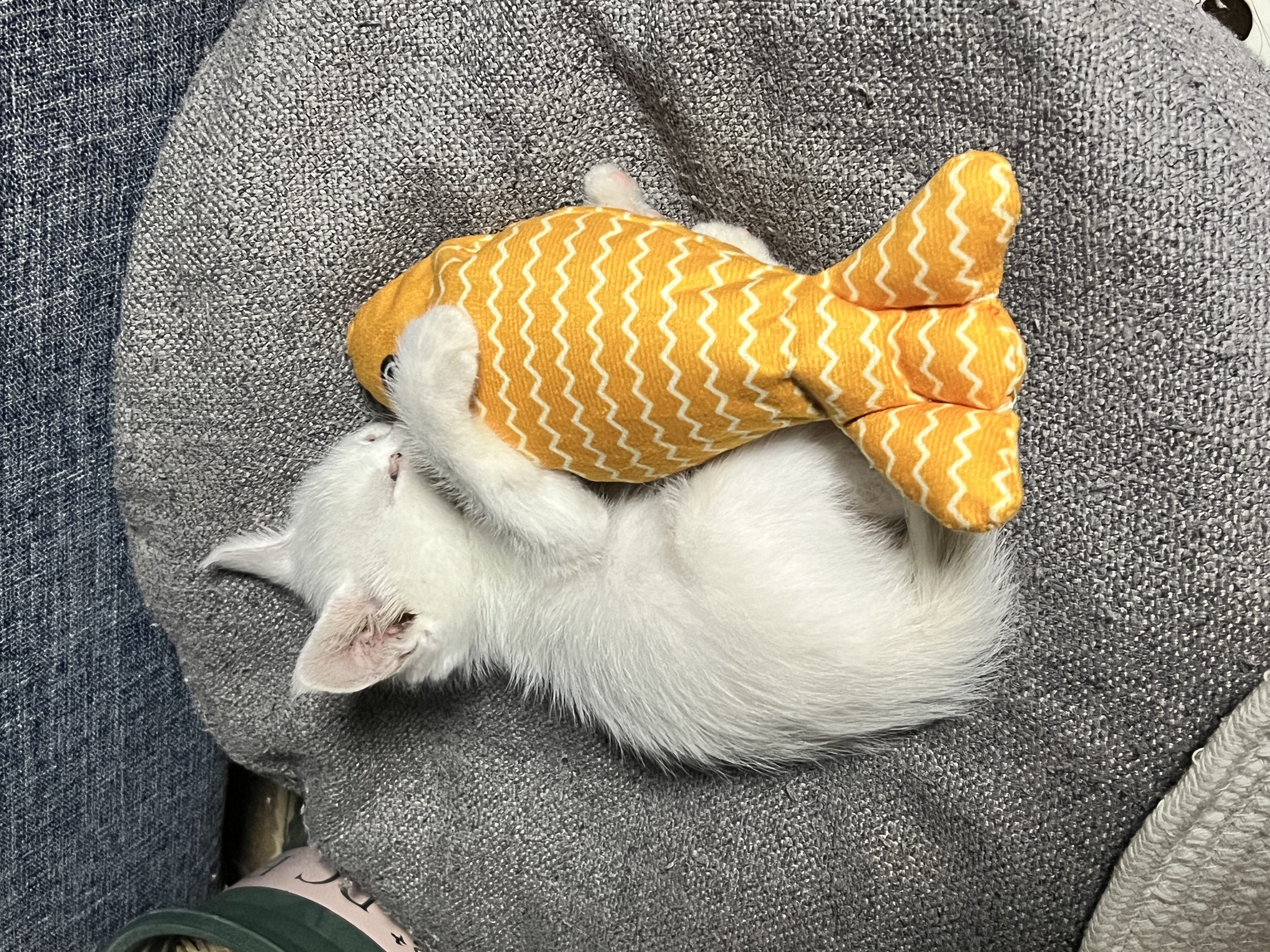 华元宠具全猫薄荷猫玩具鱼小猫幼猫自嗨解闷猫咬磨牙猫猫消耗体力猫咪用品 实拍图