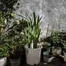 爱丽思（IRIS）特大号圆形花盆种树庭院超大加厚大盆景树木无花果蓝莓果树种植盆 12号绿色 约17L (口径35.8cm) 实拍图