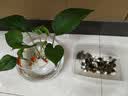 丹米琦儿童拼图玩具小猪佩奇进阶教育拼图早教拼插益智玩具礼物 实拍图