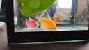 桌面鱼缸小型家用积木缸生态缸水族箱斗鱼缸带小夜灯氛围灯摆件 黑色鱼缸一个灯 实拍图