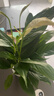 年宵花【热销款】白掌一帆风顺盆栽水培植物绿植过年装饰摆件年货 特级白掌带花+繁星自吸盆 实拍图