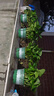 京东绿植绿萝盆栽除甲醛花卉绿植办公室新房净化空气180加仑4盆装源头直发 实拍图