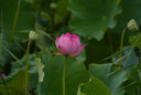 适马（SIGMA）70-200mm F2.8 DG DN OS | Sports 全画幅微单 恒定大光圈变焦镜头70200（索尼E卡口） 实拍图