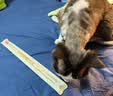 麦富迪 猫零食 奶弗冻干羊奶棒1-12月成猫幼猫通用肉奶搭配猫零食 super羊奶棒原味65g 实拍图